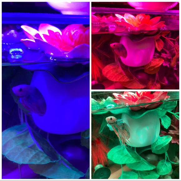 🐬betta fish floating peek a boo hideout - Picture 10 of 10